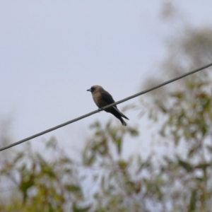 Artamus cyanopterus at Tharwa, ACT - 17 Feb 2023