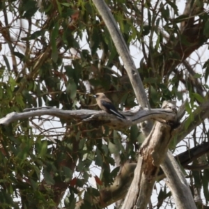 Artamus cyanopterus at Tharwa, ACT - 17 Feb 2023