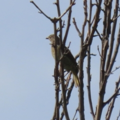 Ptilonorhynchus violaceus (Satin Bowerbird) at Tharwa, ACT - 16 Feb 2023 by RodDeb