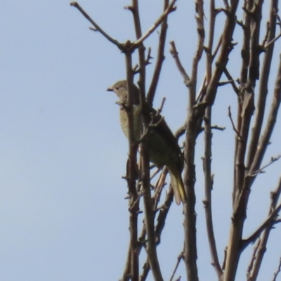 Ptilonorhynchus violaceus (Satin Bowerbird) at Tharwa, ACT - 16 Feb 2023 by RodDeb