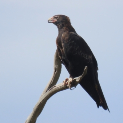 Aquila audax (Wedge-tailed Eagle) at Tharwa, ACT - 17 Feb 2023 by RodDeb