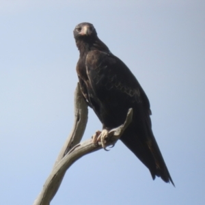 Aquila audax at Tharwa, ACT - 17 Feb 2023 09:58 AM