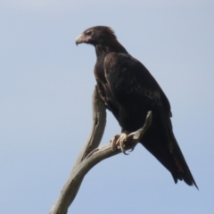 Aquila audax at Tharwa, ACT - 17 Feb 2023 09:58 AM