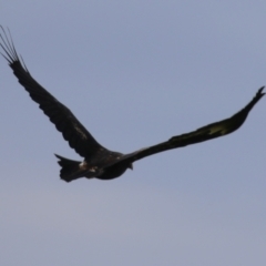 Aquila audax at Tharwa, ACT - 17 Feb 2023 09:58 AM