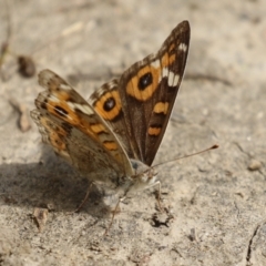 Junonia villida (Meadow Argus) at Gigerline Nature Reserve - 16 Feb 2023 by RodDeb