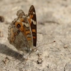 Junonia villida at Tennent, ACT - 17 Feb 2023 10:54 AM