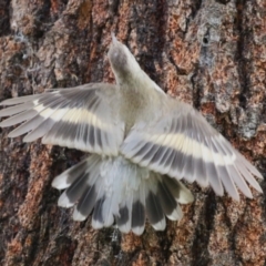 Cormobates leucophaea (White-throated Treecreeper) at Tennent, ACT - 16 Feb 2023 by RodDeb