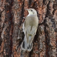 Cormobates leucophaea at Tennent, ACT - 17 Feb 2023