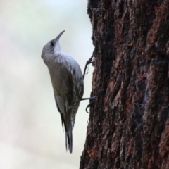 Cormobates leucophaea at Tennent, ACT - 17 Feb 2023