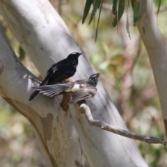 Rhipidura leucophrys (Willie Wagtail) at Namadgi National Park - 17 Feb 2023 by RodDeb