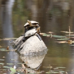 Chelodina longicollis (Eastern Long-necked Turtle) at Undefined Area - 17 Feb 2023 by RodDeb