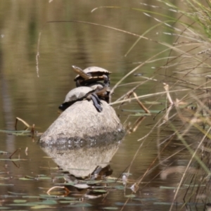 Chelodina longicollis at Undefined Area - 17 Feb 2023