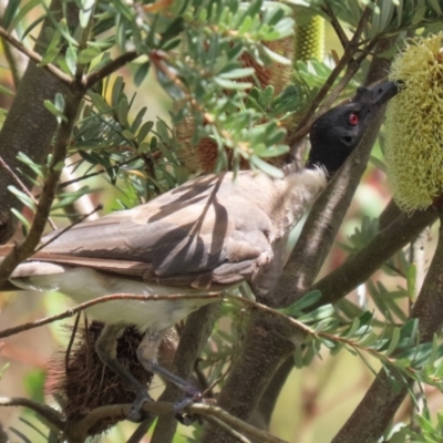 Philemon corniculatus (Noisy Friarbird) at Paddys River, ACT - 17 Feb 2023 by RodDeb