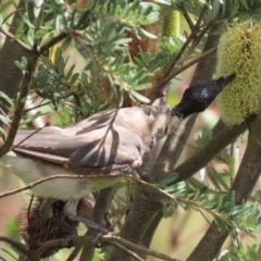 Philemon corniculatus at Paddys River, ACT - 17 Feb 2023 12:44 PM