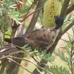 Philemon corniculatus at Paddys River, ACT - 17 Feb 2023 12:44 PM