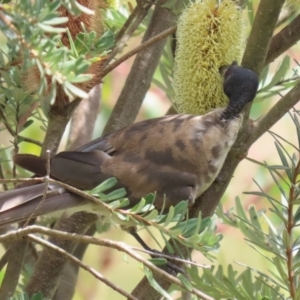 Philemon corniculatus at Paddys River, ACT - 17 Feb 2023