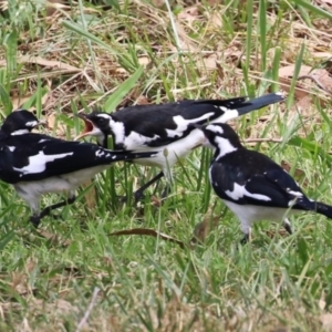 Grallina cyanoleuca at Paddys River, ACT - 17 Feb 2023