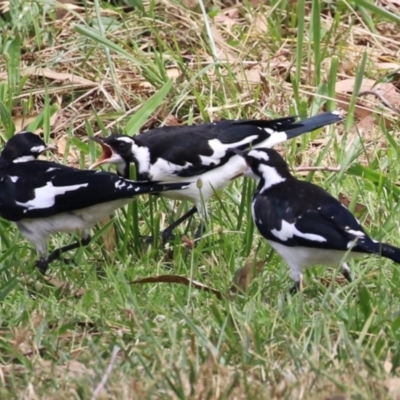 Grallina cyanoleuca (Magpie-lark) at Paddys River, ACT - 17 Feb 2023 by RodDeb