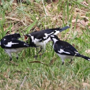 Grallina cyanoleuca at Paddys River, ACT - 17 Feb 2023