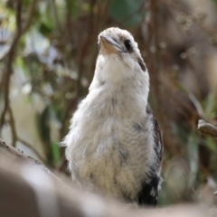 Dacelo novaeguineae (Laughing Kookaburra) at Namadgi National Park - 17 Feb 2023 by RodDeb