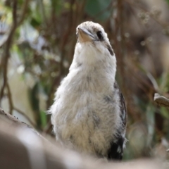 Dacelo novaeguineae (Laughing Kookaburra) at Paddys River, ACT - 17 Feb 2023 by RodDeb