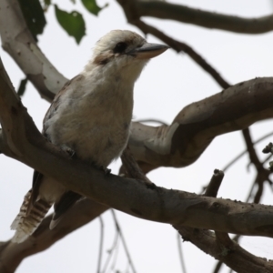 Dacelo novaeguineae at Paddys River, ACT - 17 Feb 2023