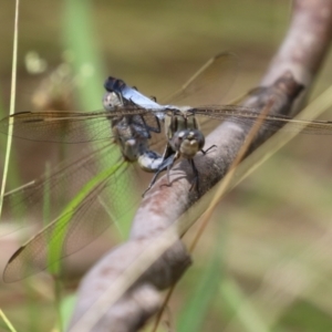 Orthetrum caledonicum at Paddys River, ACT - 17 Feb 2023 12:40 PM