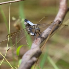 Orthetrum caledonicum at Paddys River, ACT - 17 Feb 2023 12:40 PM