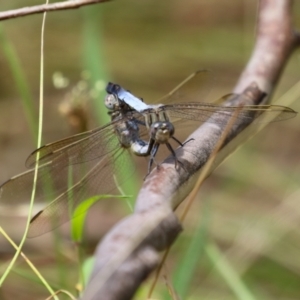 Orthetrum caledonicum at Paddys River, ACT - 17 Feb 2023 12:40 PM