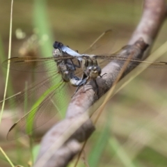 Orthetrum caledonicum at Paddys River, ACT - 17 Feb 2023 12:40 PM