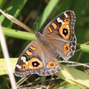 Junonia villida at Paddys River, ACT - 17 Feb 2023