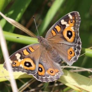 Junonia villida at Paddys River, ACT - 17 Feb 2023 12:34 PM