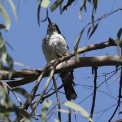 Cracticus torquatus (Grey Butcherbird) at Fraser, ACT - 18 Feb 2023 by AlisonMilton