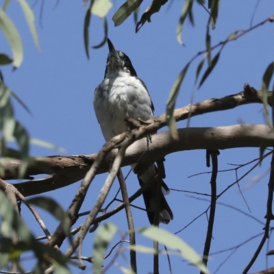 Cracticus torquatus (Grey Butcherbird) at Fraser, ACT - 18 Feb 2023 by AlisonMilton