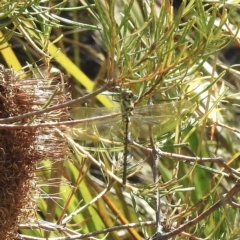 Hemicordulia tau (Tau Emerald) at Bundanoon - 28 Dec 2022 by GlossyGal