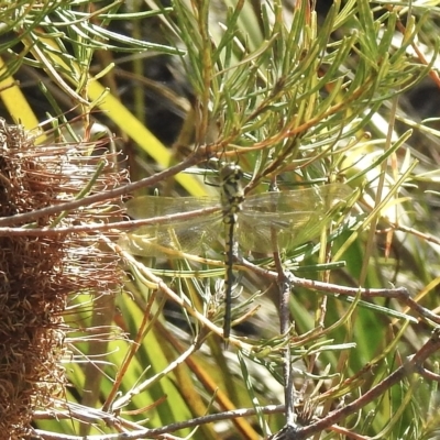 Hemicordulia tau (Tau Emerald) at Bundanoon, NSW - 28 Dec 2022 by GlossyGal