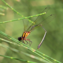 Nososticta solida (Orange Threadtail) at Greenway, ACT - 17 Feb 2023 by MatthewFrawley