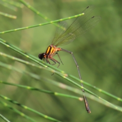 Nososticta solida at Greenway, ACT - 18 Feb 2023 09:00 AM