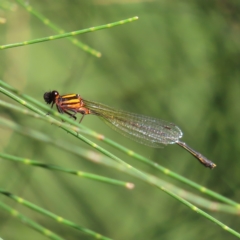 Nososticta solida at Greenway, ACT - 18 Feb 2023 09:00 AM