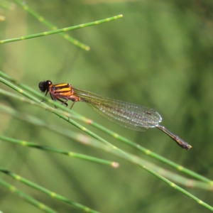 Nososticta solida at Greenway, ACT - 18 Feb 2023 09:00 AM