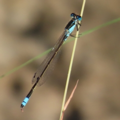 Ischnura heterosticta (Common Bluetail Damselfly) at CTT100: Lower Tuggeranong Ck - 17 Feb 2023 by MatthewFrawley