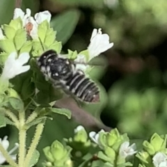 Megachile sp. (several subgenera) (Resin Bees) at Dulwich Hill, NSW - 18 Feb 2023 by JudeWright