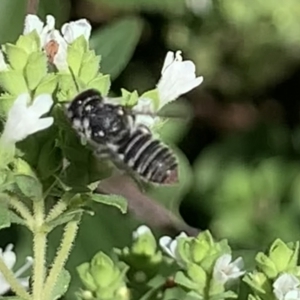 Megachile sp. (several subgenera) at Dulwich Hill, NSW - 18 Feb 2023