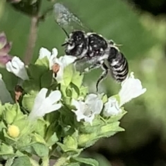 Megachile sp. (several subgenera) at Dulwich Hill, NSW - 18 Feb 2023