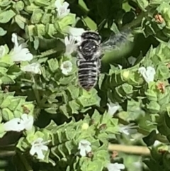 Megachile sp. (several subgenera) at Dulwich Hill, NSW - 18 Feb 2023