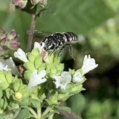 Megachile sp. (several subgenera) at Dulwich Hill, NSW - suppressed