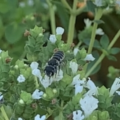 Megachile sp. (several subgenera) at Dulwich Hill, NSW - 18 Feb 2023