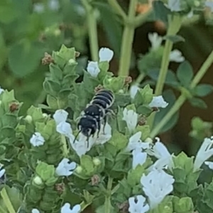 Megachile sp. (several subgenera) at Dulwich Hill, NSW - 18 Feb 2023