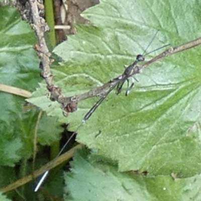 Gasteruption sp. (genus) (Gasteruptiid wasp) at Queanbeyan, NSW - 18 Feb 2023 by Paul4K