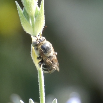 Amegilla sp. (genus) (Blue Banded Bee) at Queanbeyan, NSW - 18 Feb 2023 by Paul4K